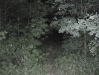 Boar Hunt in Berlin