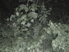 Boar Hunt in Berlin