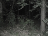 Boar Hunt in Berlin
