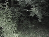 Boar Hunt in Berlin