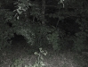 Boar Hunt in Berlin