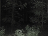 Boar Hunt in Berlin