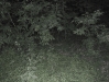 Boar Hunt in Berlin