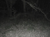 Boar Hunt in Berlin