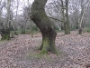 londonpark133.jpg