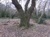 londonpark134.jpg