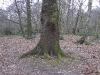 londonpark135.jpg