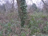 londonpark137.jpg