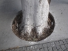 trees in Bebek, Istabul