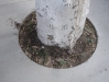 trees in Bebek, Istabul