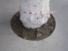 trees in Bebek, Istabul