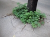 pavement skopje