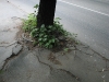 pavement skopje
